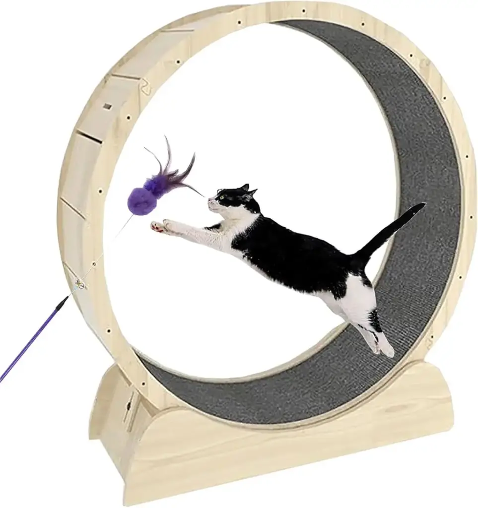 Rueda para gato